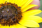 Common sunflower